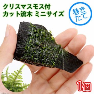 （水草）巻きたて　クリスマスモス付　カット流木　ミニサイズ（８ｃｍ以下）（無農薬）（１本）