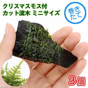 （水草）巻きたて　クリスマスモス付　カット流木　ミニサイズ（８ｃｍ以下）（無農薬）（３本）