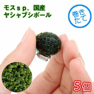 （水草）巻きたて　モスｓｐ．（国産）ヤシャブシボール（無農薬）（５個）