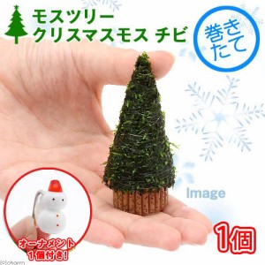 （水草）巻きたて　モスツリー（クリスマスモス）チビサイズ（無農薬）（１個）（オーナメント１個付）　本州四国限定