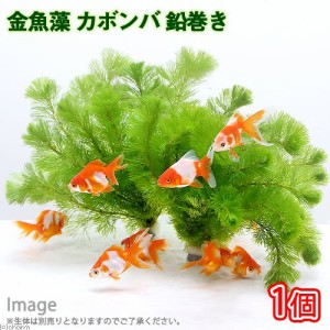（水草）メダカ・金魚藻　カボンバ　鉛巻き（７〜１０本）（１個）