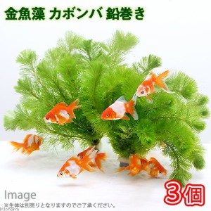 （水草）メダカ・金魚藻　カボンバ　鉛巻き（７〜１０本）（３個）
