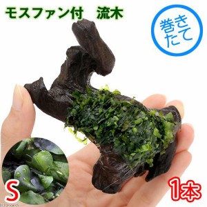 （水草）巻きたて　モスファン付　流木　Ｓサイズ（約１５ｃｍ）（無農薬）（１本）