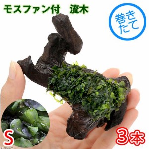 （水草）巻きたて　モスファン付　流木　Ｓサイズ（約１５ｃｍ）（無農薬）（３本）