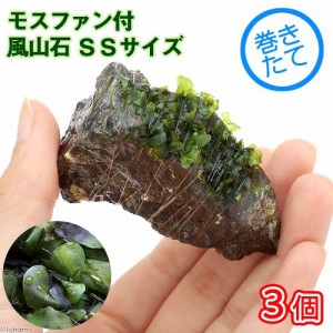 （水草）巻きたて　モスファン付　風山石　ＳＳサイズ（８ｃｍ以下）（無農薬）（３個）