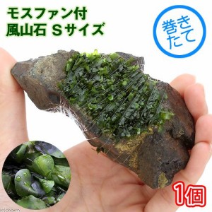 （水草）巻きたて　モスファン付　風山石　Ｓサイズ（約１０ｃｍ）（無農薬）（１個）