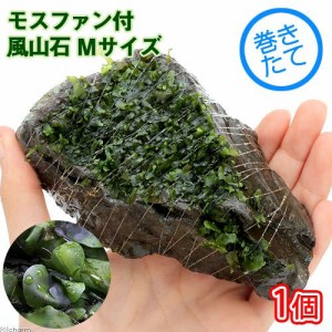 （水草）巻きたて　モスファン付　風山石　Ｍサイズ（約１４ｃｍ）（無農薬）（１個）