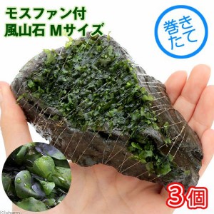 （水草）巻きたて　モスファン付　風山石　Ｍサイズ（約１４ｃｍ）（無農薬）（３個）