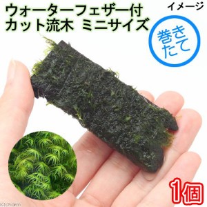 （水草）巻きたて　ウォーターフェザー　カット流木　ミニサイズ（８ｃｍ以下）（水中葉）（無農薬）（１個）