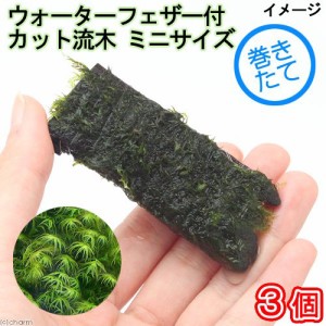 （水草）巻きたて　ウォーターフェザー　カット流木　ミニサイズ（８ｃｍ以下）（水中葉）（無農薬）（３個）