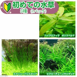 （水草）ピンセット付き　初めての水草　３種（水中葉）（１パック）説明書付＋ピンセットバサミ　草作　２００Ｎ　本州四国限定