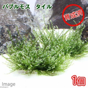 （水草）★育成済★　バブルモス　タイル（水中葉）（無農薬）（１個）