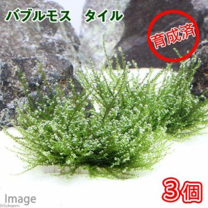 （水草）育成済　バブルモス　タイル（水中葉）（無農薬）（３個）