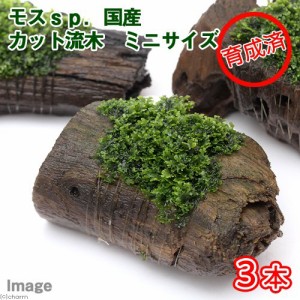 （水草）★育成済★　モスｓｐ．国産　カット流木　ミニサイズ（無農薬）（８ｃｍ以下）（３本）