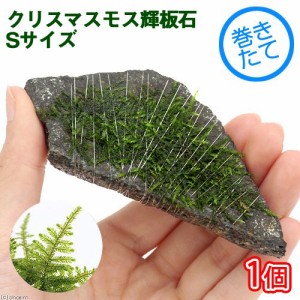 （水草）巻きたて　クリスマスモス　輝板石　Ｓサイズ（約１０ｃｍ）（無農薬）（１個）