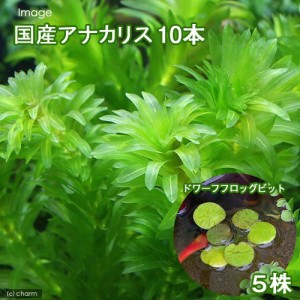 （水草）メダカ・金魚藻　国産アナカリス（１０本）＋ドワーフフロッグビット（５株）（無農薬）