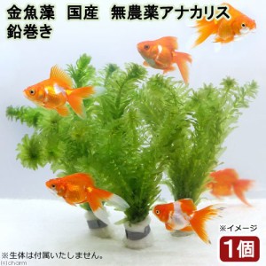 （水草）メダカ・金魚藻　国産　無農薬アナカリス　鉛巻き（５〜７本）（１個）