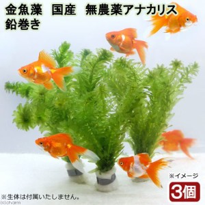 （水草）メダカ・金魚藻　国産　無農薬アナカリス　鉛巻き（５〜７本）（３個）