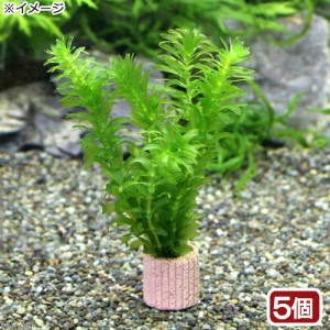 （水草）メダカ・金魚藻　国産　ライフマルチ（茶）無農薬アナカリス（５個）