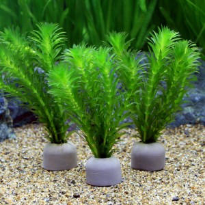 （水草）メダカ・金魚藻　国産　ゼオライトリング（グレー）無農薬アナカリス（５個）