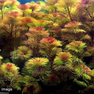 （水草）メダカ・金魚藻　レッドカボンバ（１０本）