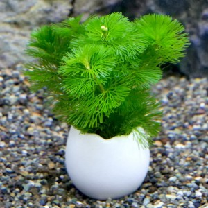 （水草）エッグプランター　メダカ・金魚藻　カボンバ（１個）