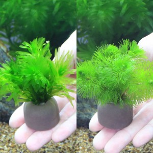 （水草）ゼオライトリング（グレー）金魚藻セット　ミニ（１セット）