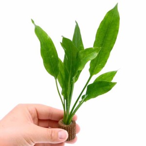 （水草）Ｓサイズ　ライフマルチ（茶）アマゾンソード（草丈１５〜２０ｃｍ前後）（１個）