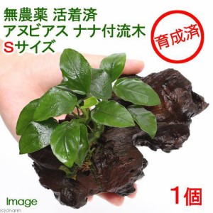 （水草）★活着済★　アヌビアスナナ　流木　Ｓサイズ（約１５ｃｍ）（水上葉）（無農薬）（１本）