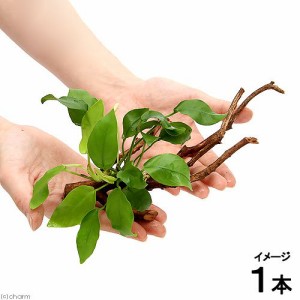 （水草）アヌビアスナナ　ゴールデン　枝状流木　Ｓサイズ　（水上葉）（１本）（１０ｃｍ〜）