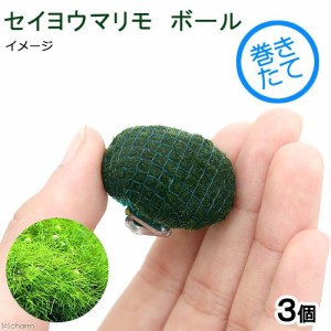 （水草）巻きたて　セイヨウマリモボール（無農薬）（３個）