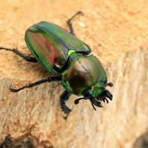 （昆虫）（メス単品）ニジイロクワガタ　クィーンズランド産　成虫　サイズフリー（１匹）