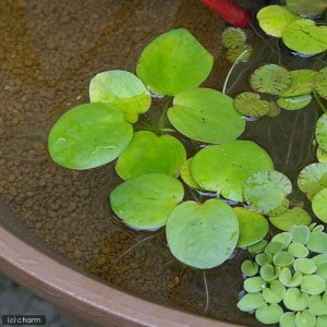 （ビオトープ）水辺植物　アマゾンフロッグビット（無農薬）（５株）