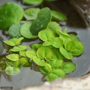 （ビオトープ）水辺植物　フィランサス　フルイタンス（無農薬）（５株）