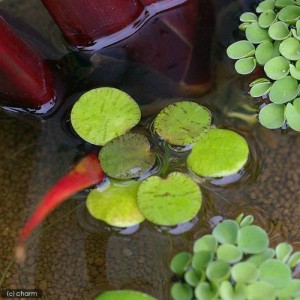 （ビオトープ）水辺植物　ドワーフフロッグビット（無農薬）（５株）