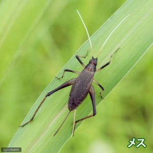 （昆虫）スズムシ　鈴虫　メス　成虫（１０匹）