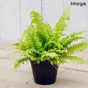 シダ 植物 観葉 植物の通販｜au PAY マーケット