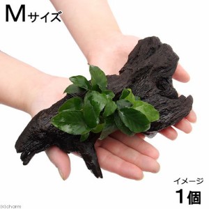 （水草）アヌビアスナナ　リンクルリーフ　流木付　Ｍサイズ（１本）（約２０ｃｍ）