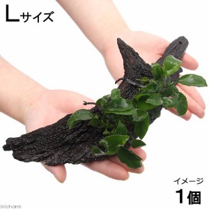 （水草）アヌビアスナナ　リンクルリーフ　流木付　Ｌサイズ（１本）（約２５ｃｍ）