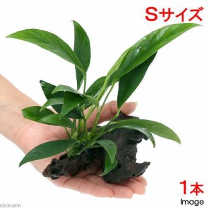 （水草）アヌビアス　コンゲンシス　流木付　Ｓサイズ（１本）（約１５ｃｍ）