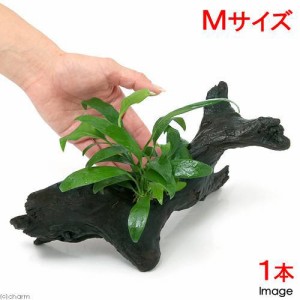 （水草）アヌビアス　ランケオラータ　流木付　Ｍサイズ（１本）（約２０ｃｍ）