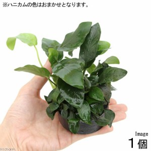 （水草）ハニカムシェルター　寄せ植えミックス　Ｖｅｒ．ナナ＆ナナプチ（水上葉）（１個）