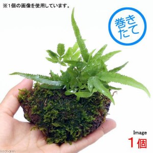 （盆栽）おまかせ　溶岩石苔玉（１個）　観葉植物　コケ玉