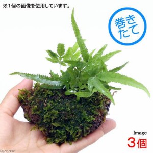 （盆栽）おまかせ　溶岩石苔玉（３個）　観葉植物　コケ玉