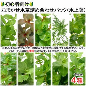 （水草）初心者向けおまかせ水草詰め合わせパック　４種（計４０本）（水上葉）（無農薬）（１パック）