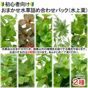 （水草）初心者向けおまかせ水草詰め合わせパック　２種（計２０本）（水上葉）（無農薬）（１パック）