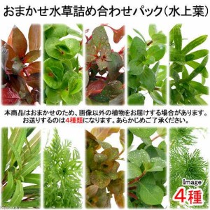 （水草）おまかせ水草詰め合わせパック　４種（計４０本）（水上葉）（無農薬）（１パック）