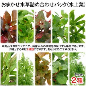 （水草）おまかせ水草詰め合わせパック　２種（計２０本）（水上葉）（無農薬）（１パック）