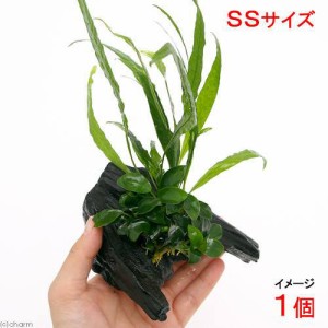 （水草）アヌビアスナナ　プチ＆ミクロソリウム　プテロプス　ソードリーフ付　流木　ＳＳサイズ（１個）（約１０ｃｍ）