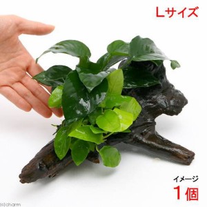 （水草）アヌビアスナナ　ゴールデン＆バルテリー　流木付　Ｌサイズ（１本）（約２５ｃｍ）